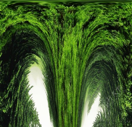 抽象绿色植物纹理