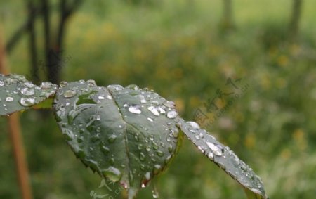 水珠叶子