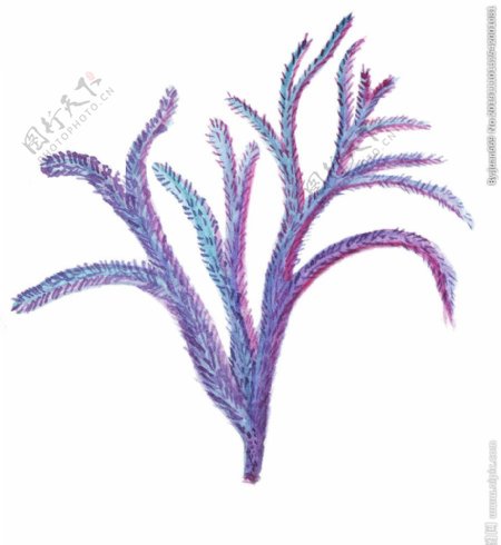 手绘彩色水彩珊瑚花