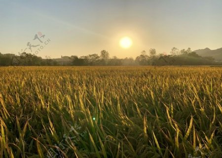 夕阳下的稻田