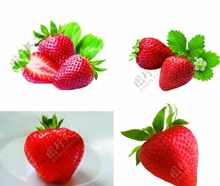 鲜草莓草莓奶油草莓有机草