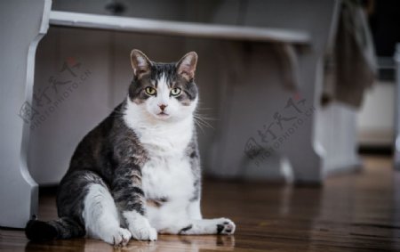 胖胖可爱的猫咪坐在地板上
