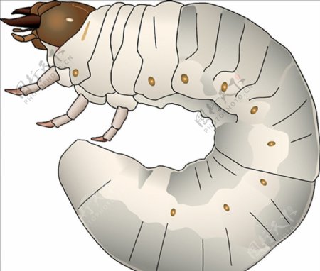昆虫系列锹形虫白色幼虫