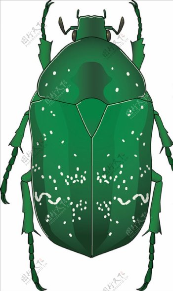 绿色斑点甲虫