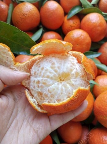 橘子柑橘桔子水果