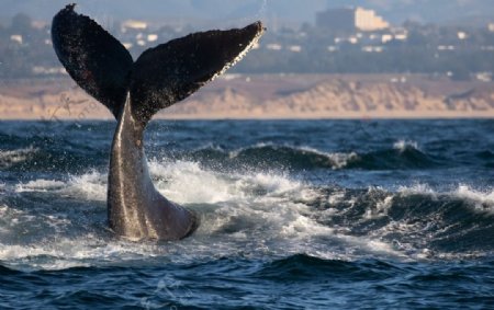 海洋天空鲸鱼海浪风景