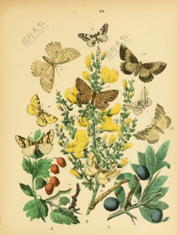 欧洲蝴蝶和飞蛾Europea