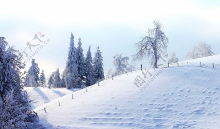 冬天雪地美景白色