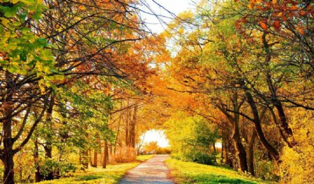 秋天的乡间小道