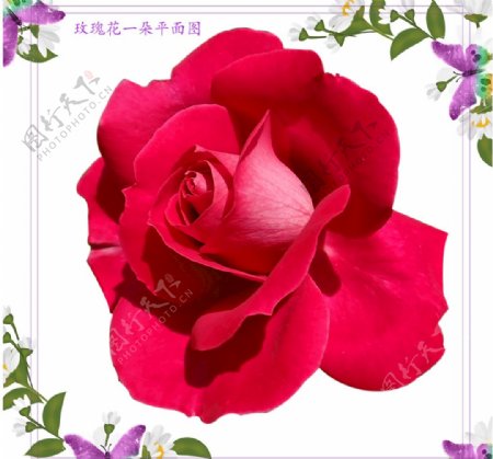 一朵红玫瑰花朵图片素材