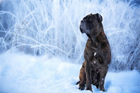 黑狗冬天大雪宠物