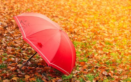 树叶满铺的草地上的小红伞