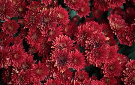 红色菊花
