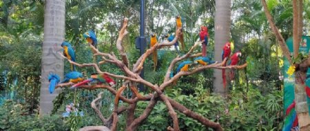 动物园丛林鸟鸟类飞鸟