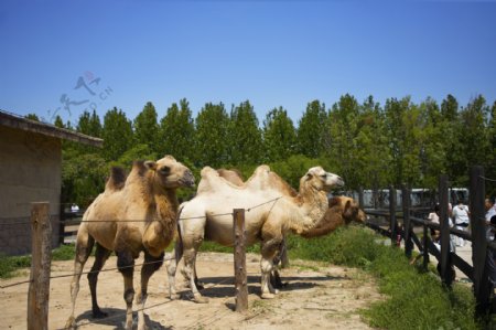 骆驼动物园摄影野生动物