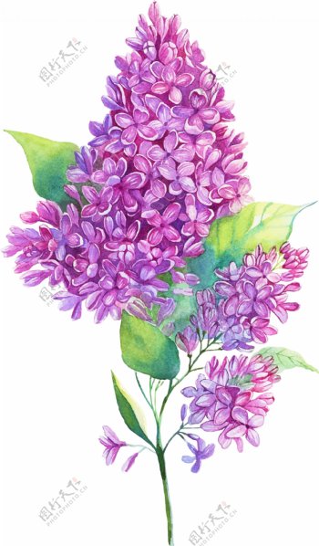 水彩绘画植物花朵