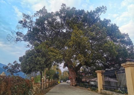 百年樟树