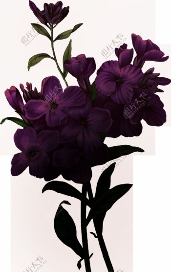 暗黑风植物花朵