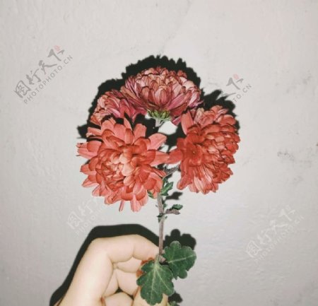 冬日红菊