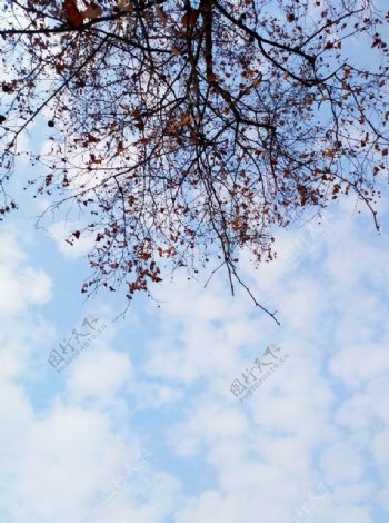 蓝天白云枯树