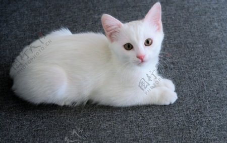 白猫英短