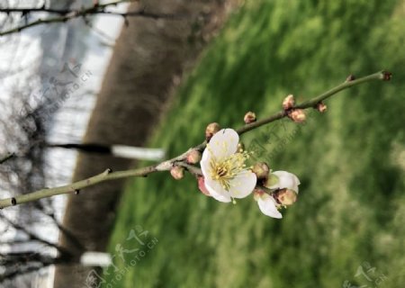 淡黄色梅花枝