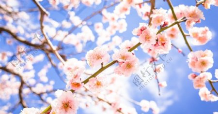 粉色花朵桃花树枝背景