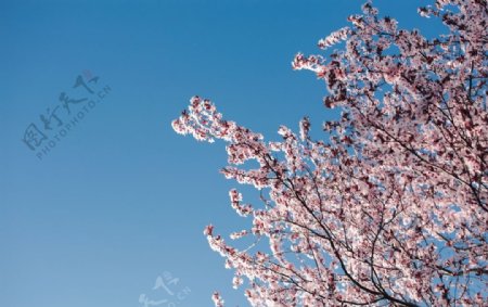 美丽的樱花摄影美图