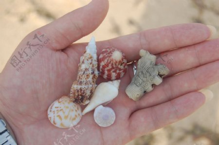 贝壳珊瑚礁海滩沙滩海螺