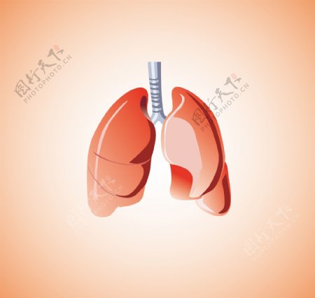 肺肺图片肺炎