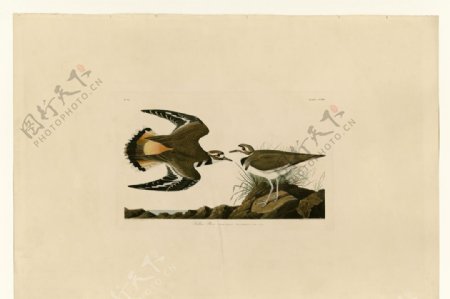 手绘插画鸟类图鉴图谱装饰