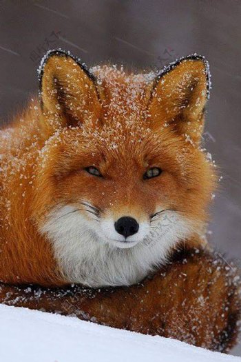 美丽的狐狸