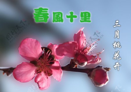 春风十里三月桃花