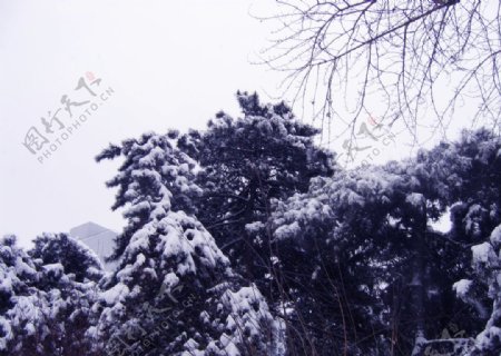 雪景与松树