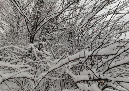 挂满枝头的雪