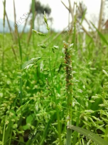 野草