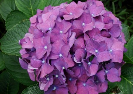 绣球花紫色花自然