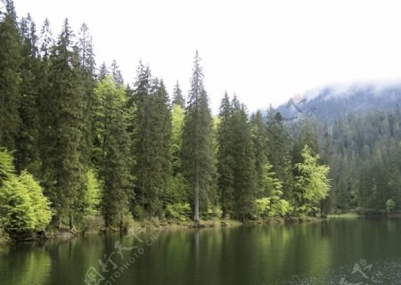 森林树木湖滨山