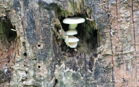 蘑菇菌类白树树墩自然