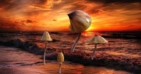 蘑菇艺术魔术菌