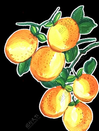 橙子手绘素材