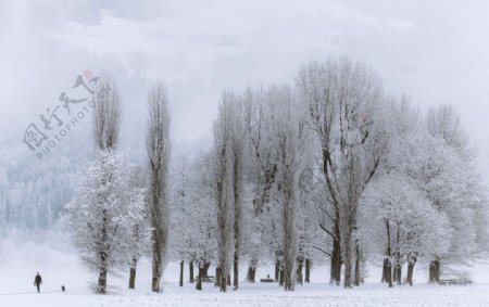 白雪皑皑小树林景色