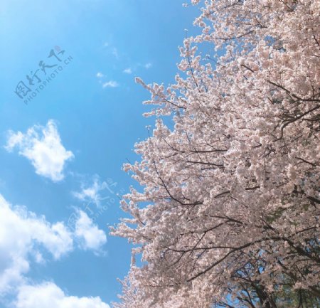 天空樱花花粉色白蓝色
