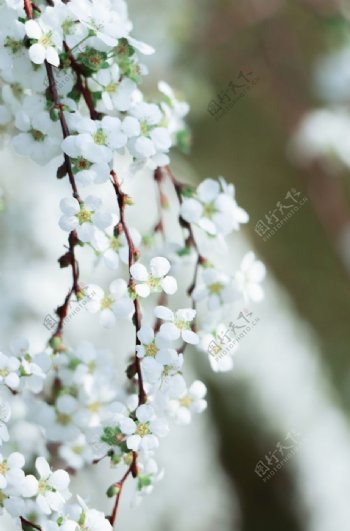 春天喷雪花白色花