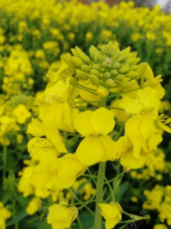 菜花油菜田油菜花海春天