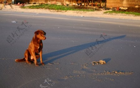侧影狗日落日出海滩