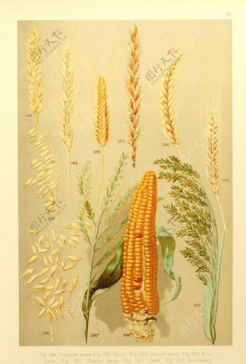 玉米植物插画
