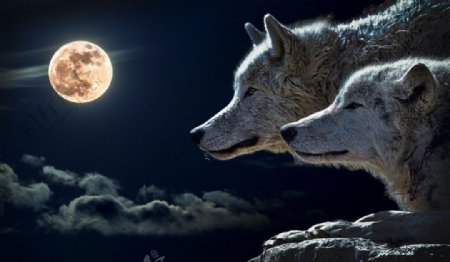 望月的狼群