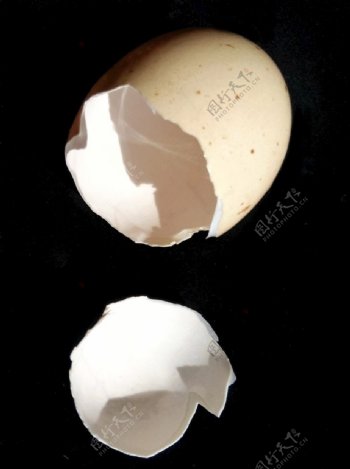 鸡蛋壳打碎碎壳白色黑底