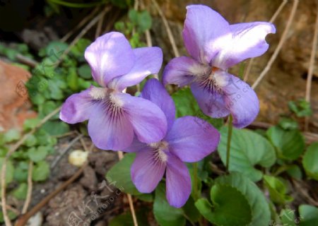 紫罗兰鲜花蓝色自然春